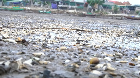Nghêu nuôi chết sau mưa mưa lũ, người dân Hà Tĩnh bị thiệt hại nặng ảnh 5