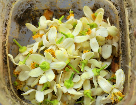 Vựa bưởi Phúc Trạch vào mùa thụ phấn bổ sung tăng tỷ lệ đậu quả ảnh 20