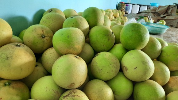 Hà Tĩnh: Đề nghị hỗ trợ kết nối, thúc đẩy tiêu thụ bưởi Phúc Trạch ảnh 3