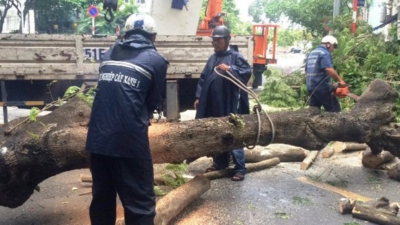 Cây xanh bật gốc ngã đè quán cà phê ở trung tâm thành phố ảnh 2