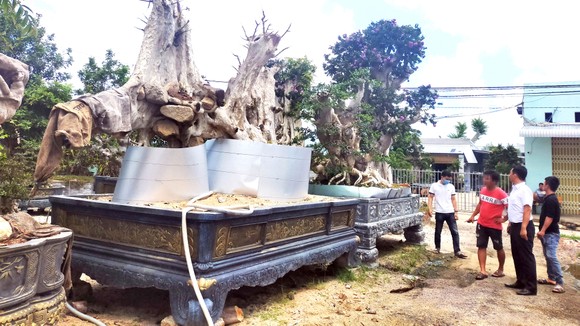 Muôn kiểu phá rừng - Bài 2: Cổ thụ về xuôi, rừng chảy máu ảnh 1