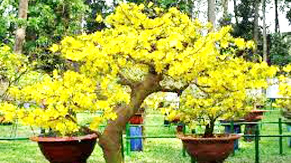 “Bén duyên” cây cảnh ảnh 1
