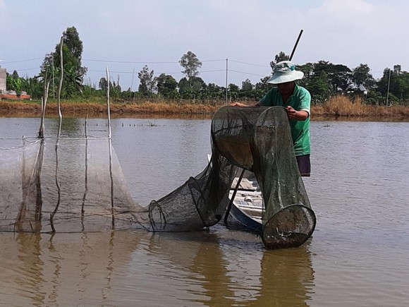 ĐBSCL: Nước lũ về nhưng thủy sản còn ít ảnh 1