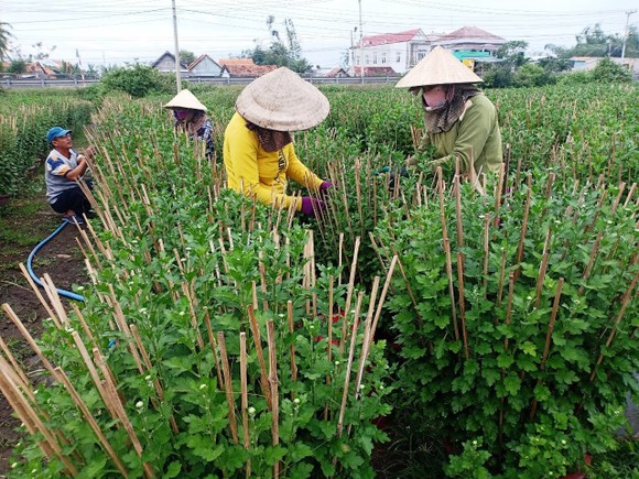 'Thủ phủ' hoa cúc vào xuân ảnh 1