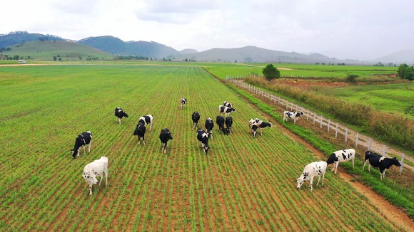 Siêu dự án trang trại của Vinamilk tại Lào sẽ 'cho sữa' vào đầu năm 2022 ảnh 2