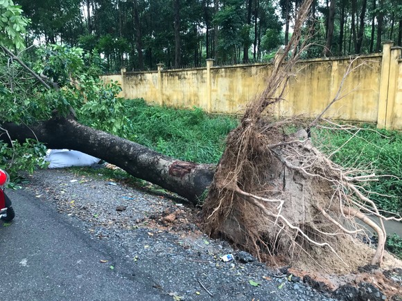 Cây xanh ngã đè ô tô, nam tài xế thoát chết ảnh 6