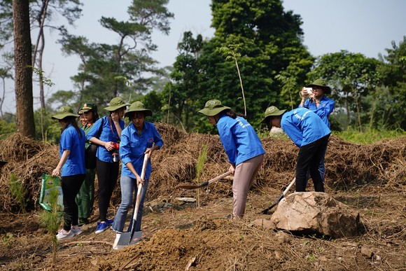 Phủ xanh 2.000 cây Thông Mã Vĩ trên đồi cây “Dâng Bác – Ơn Thầy” ảnh 18