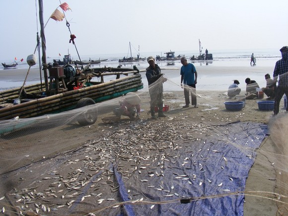 Ngư dân Thanh Hóa 'mở cửa biển', ra khơi đánh bắt đầu năm ảnh 2