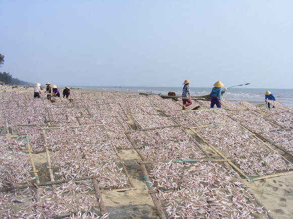 Đầu năm, ngư dân trúng mùa cá cơm ảnh 1