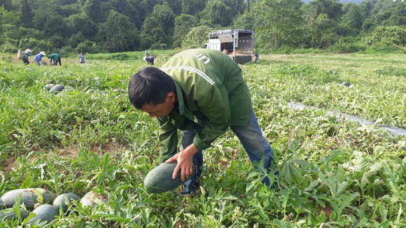 Thanh Hóa: Giá thơm, dưa hấu giảm mạnh ảnh 2