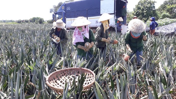 Thanh Hóa: Giá thơm, dưa hấu giảm mạnh ảnh 1