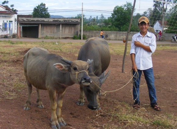 Thanh Hóa: 14 huyện, thành, thị công bố hết dịch viêm da nổi cục trên trâu, bò ảnh 1
