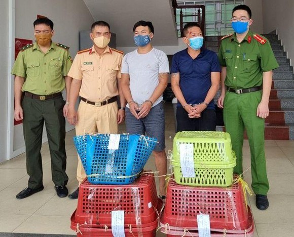 Bắt 2 đối tượng vận chuyển 7 cá thể hổ con ảnh 1