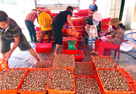 Thu hoạch ốc hương trước mùa mưa bão ảnh 13