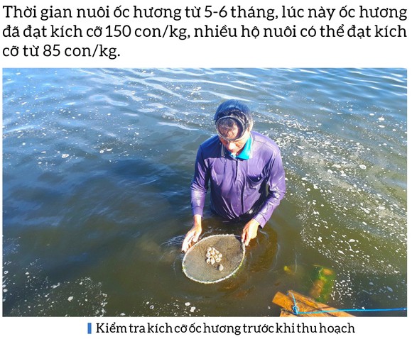 Thu hoạch ốc hương trước mùa mưa bão ảnh 2