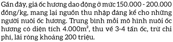 Thu hoạch ốc hương trước mùa mưa bão ảnh 3