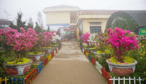 Ngôi trường rực rỡ hoa đỗ quyên nơi biên giới ảnh 9