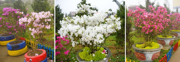 Ngôi trường rực rỡ hoa đỗ quyên nơi biên giới ảnh 11