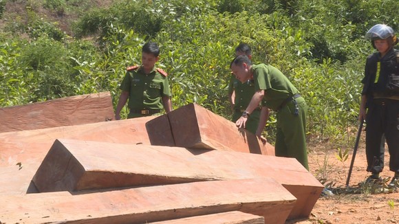Phát hiện thêm nhiều điểm tập kết gỗ 'khủng' tại Đắk Lắk ảnh 1