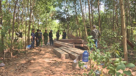 Phát hiện thêm nhiều điểm tập kết gỗ 'khủng' tại Đắk Lắk ảnh 3
