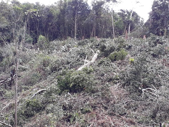 Kon Tum: Phá rừng ở nơi… cấm phá ảnh 3