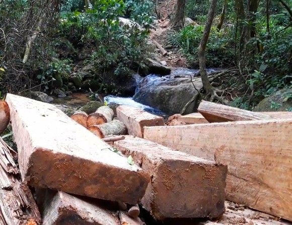 Điều tra đối tượng 'xẻ thịt' rừng Kon Tum ảnh 1