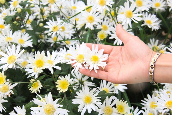 Đà Nẵng: Người dân hào hứng với vườn cúc họa mi trái mùa ảnh 7