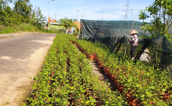 Đà Nẵng: Người dân hào hứng với vườn cúc họa mi trái mùa ảnh 8