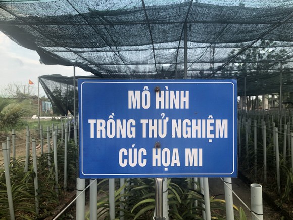Đà Nẵng: Người dân hào hứng với vườn cúc họa mi trái mùa ảnh 1