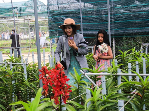 Đà Nẵng: Người dân hào hứng với vườn cúc họa mi trái mùa ảnh 9