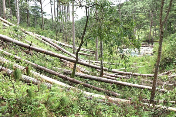 Muôn kiểu phá rừng - Bài 3: Nhùng nhằng chuyển giao dự án ảnh 1