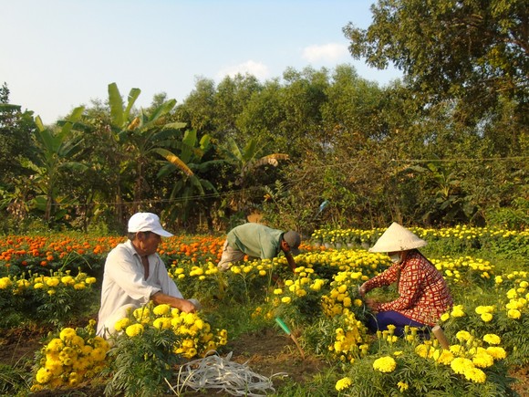 Ngập tràn sắc hoa xuân Đông Nam bộ ảnh 1