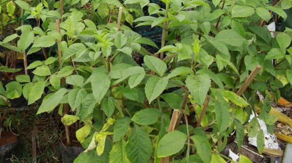 Làng hoa Vân Dương vượt khó phục vụ tết ảnh 9