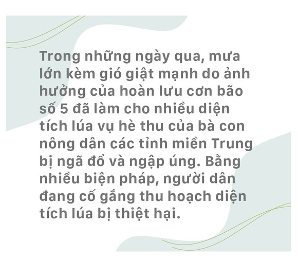 Nông dân miền Trung dầm mình cứu lúa sau mưa bão ảnh 1