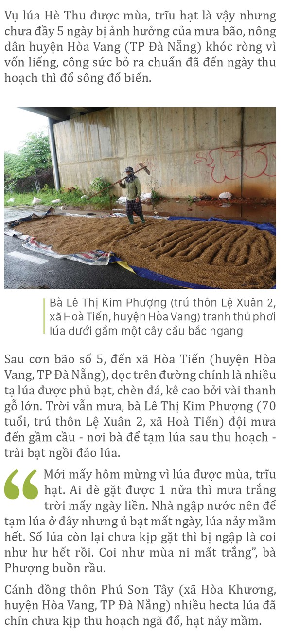 Nông dân miền Trung dầm mình cứu lúa sau mưa bão ảnh 21