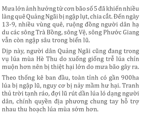 Nông dân miền Trung dầm mình cứu lúa sau mưa bão ảnh 27