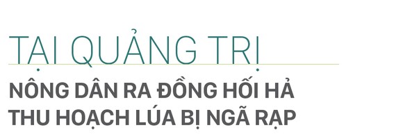 Nông dân miền Trung dầm mình cứu lúa sau mưa bão ảnh 2
