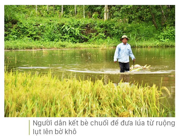 Nông dân miền Trung dầm mình cứu lúa sau mưa bão ảnh 37