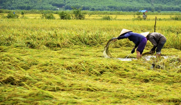 Nông dân miền Trung dầm mình cứu lúa sau mưa bão ảnh 38