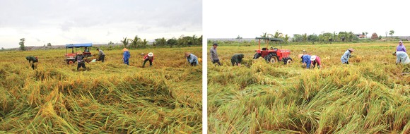 Nông dân miền Trung dầm mình cứu lúa sau mưa bão ảnh 7