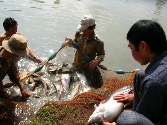 Hậu Giang: Nuôi cá thát lát lợi nhuận cao ảnh 1