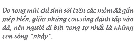 'Lộc biển' trên gành đá ảnh 11