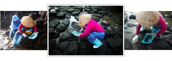 'Lộc biển' trên gành đá ảnh 14