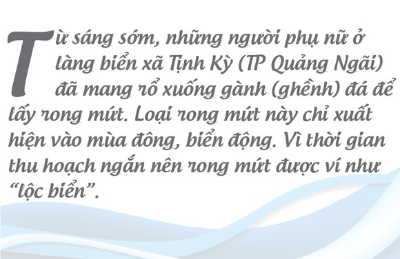 'Lộc biển' trên gành đá ảnh 1