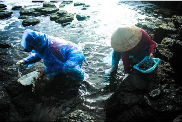 'Lộc biển' trên gành đá ảnh 20