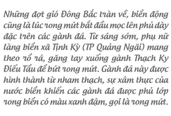 'Lộc biển' trên gành đá ảnh 3