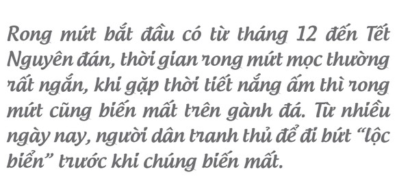 'Lộc biển' trên gành đá ảnh 7