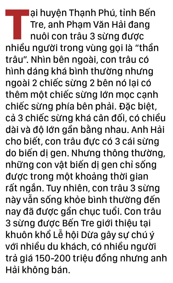 Năm Sửu nói chuyện lạ trâu, bò ảnh 2