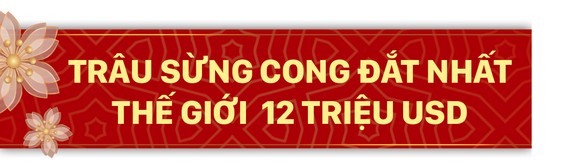 Năm Sửu nói chuyện lạ trâu, bò ảnh 4