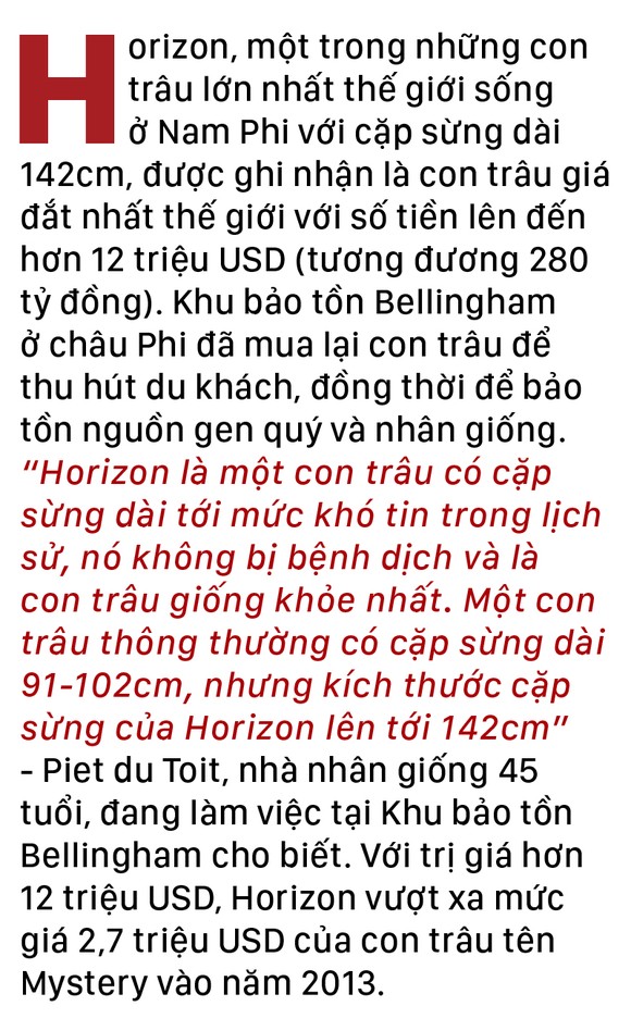 Năm Sửu nói chuyện lạ trâu, bò ảnh 5